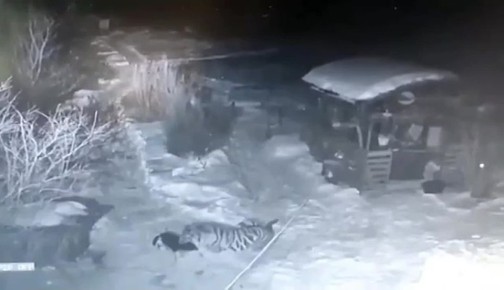 Тигр ушел с хабаровских дач обратно в лес