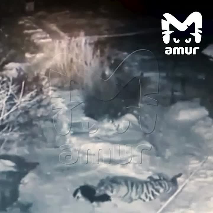 Момент нападения тигра на собаку попал на камеры под Хабаровском