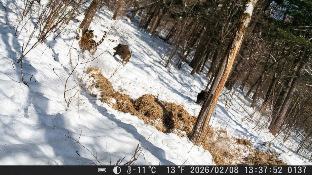 Редкие кадры: амурского тигра в момент охоты смогли заснять в Приморье Редкие кадры: амурского тигра в момент охоты смогли заснять в Приморье