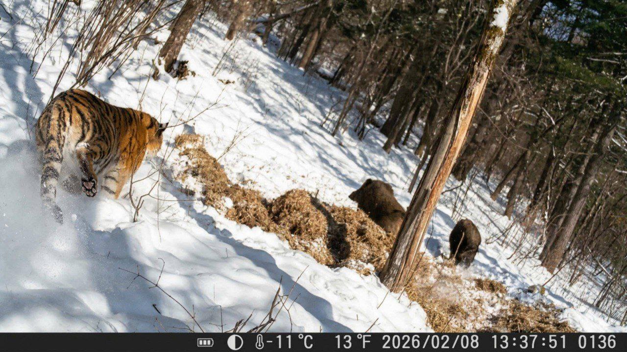 Редкие кадры: амурского тигра в момент охоты смогли заснять в Приморье