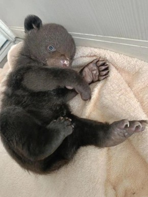 Медвежонка, которого бросила мать, спасли в Хабаровском крае