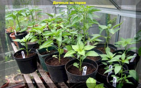 25 ������� �� ������� ������� �������� � ����������� ������� �����