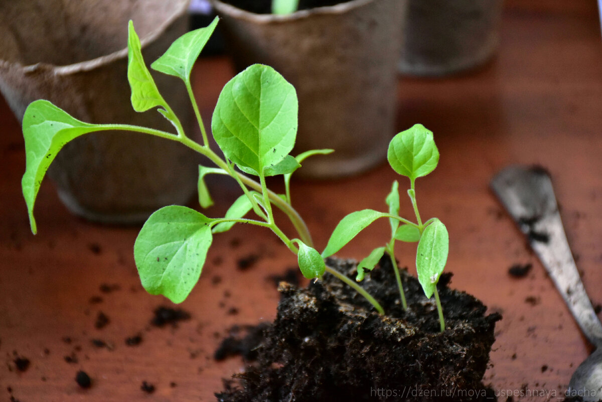 Как правильно ухаживать за рассадой баклажанов: советы для успешного роста