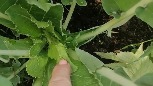 Как укрытие агроволокном может спасти ваш урожай цветной капусты