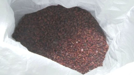 Тонна семян корейской сосны готова к посадке в Хабаровском крае