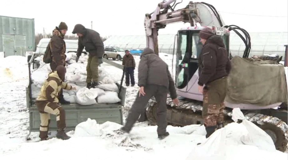 В Хабаровском крае подготовили к посадке целую тонну семян корейской сосны В Хабаровском крае подготовили к посадке целую тонну семян корейской сосны