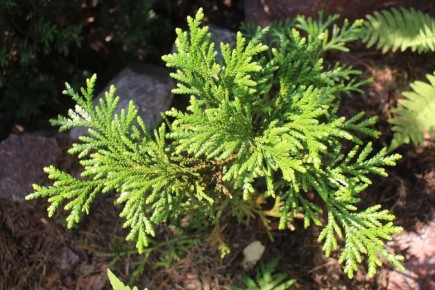 ������: ������� ���� ��� ������ ����