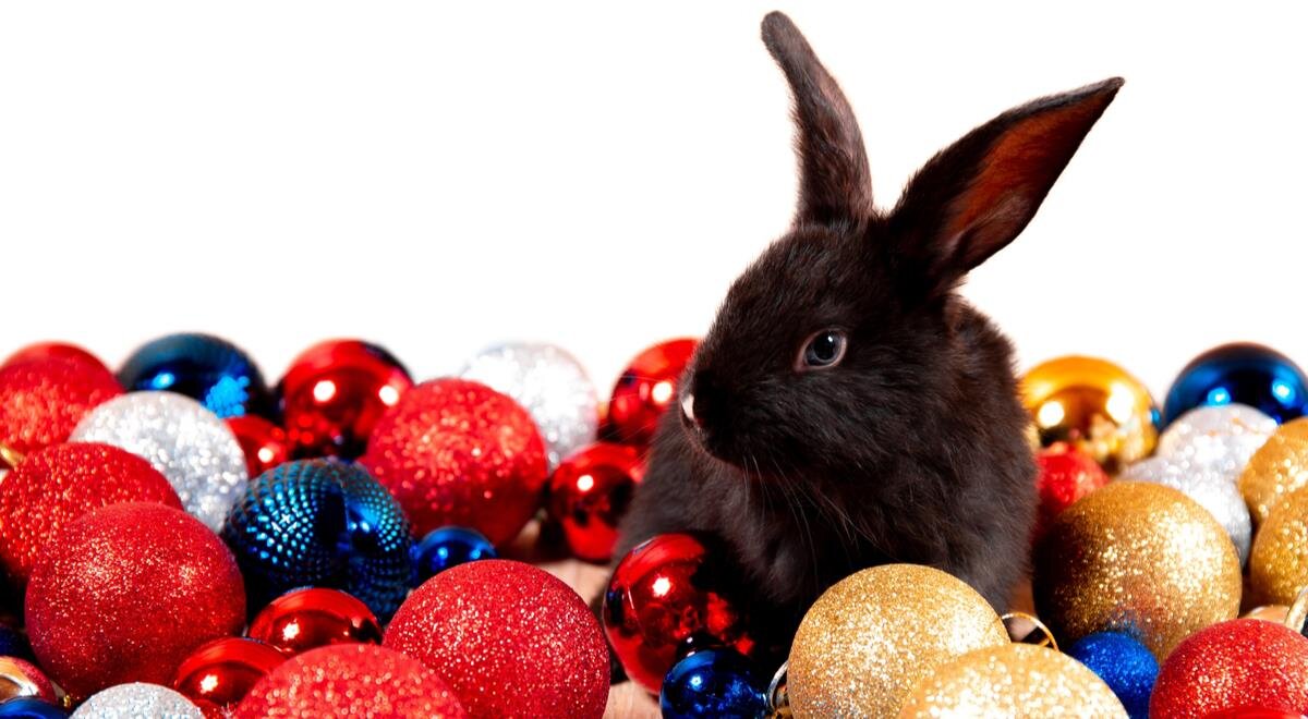 Год Кролика: Взгляд на Прошлые Моменты и Вкусные Рецепты