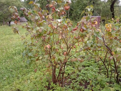 ��� ��������� �� ���������� � �������: ������ ��� ����������� ������