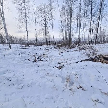 В Солнечном округе сотрудники полиции задержали подозреваемого в незаконной рубке лесных насаждений с суммой ущерба более 600 тысяч рублей