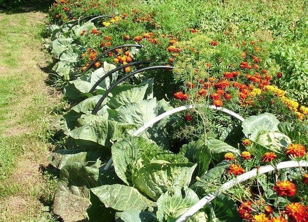 Как правильно сочетать овощи в вашем огороде