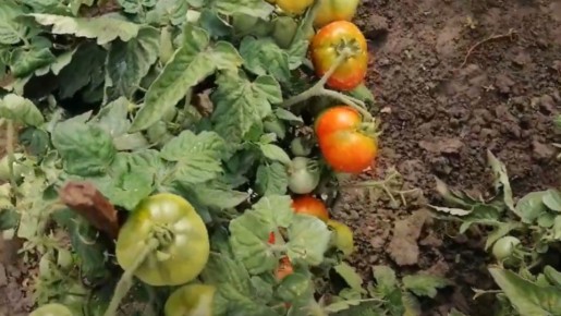 ������, ������� �� ������� ������: ��������� ����� ��� ������� ��������