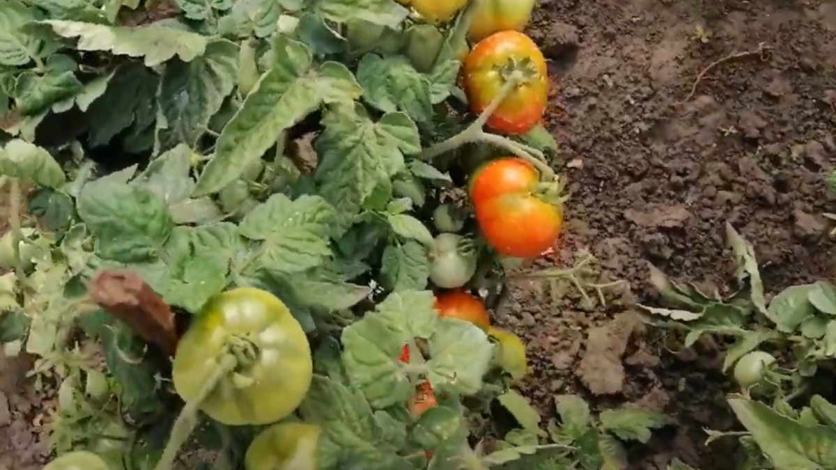 Томаты, которые не требуют заботы: идеальные сорта для занятых дачников