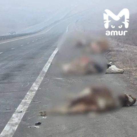 Фура сбила стадо коров по пути из Хабаровска в Приморье Фура сбила стадо коров по пути из Хабаровска в Приморье