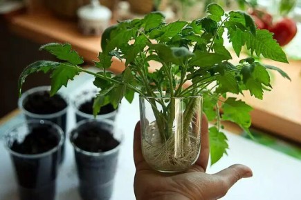 Полив рассады: хитрости и советы для успешного урожая