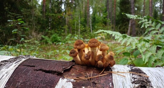 Весна 2026 обещает грибной бум: что ждать грибникам