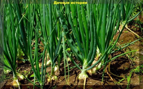 ��� ��������� ������� ���� ����: ������� ������