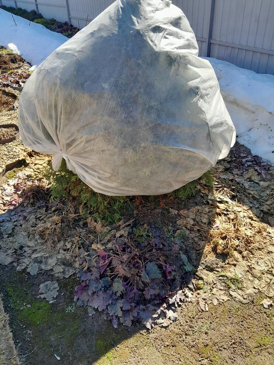 Как защитить многолетники от весеннего иссушения: полезные советы