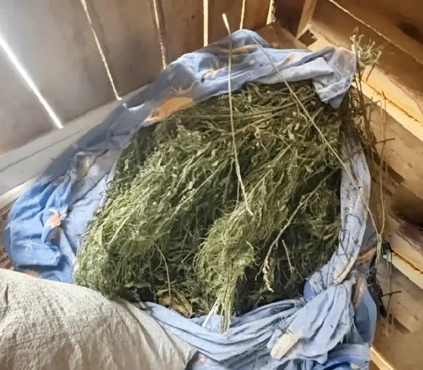 В Нанайском районе сотрудники полиции изъяли у местного жителя более 900 граммов марихуаны