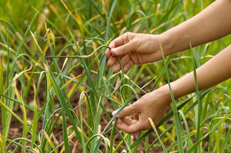 Когда и как правильно обрезать чесночные стрелки