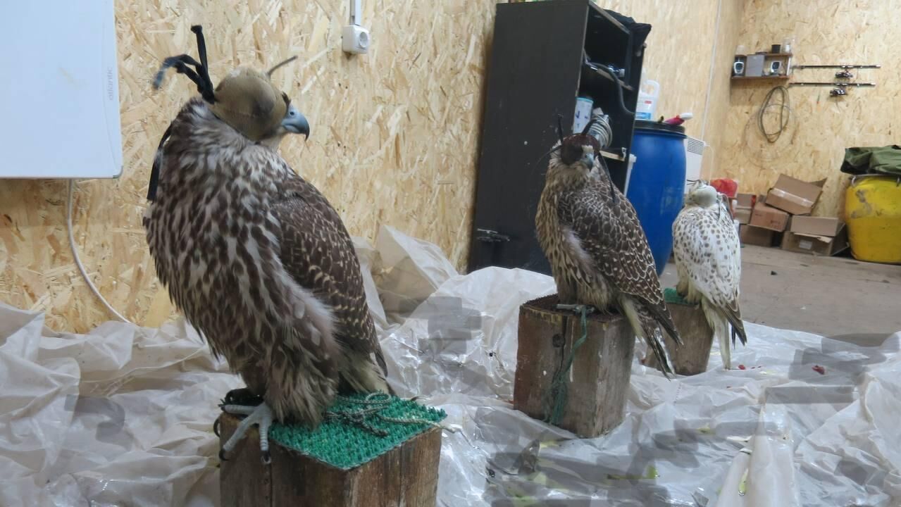 Дельцов, промышлявших перепродажей краснокнижных птиц, осудили в Хабаровске