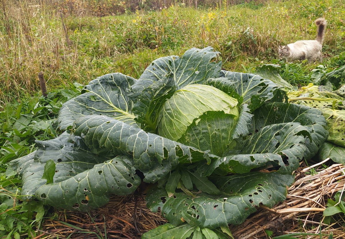 Как вкусно заквасить капусту в собственном соку без добавок