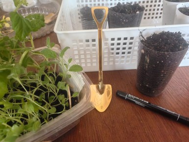 Как обеспечить быструю адаптацию рассады: два простых действия