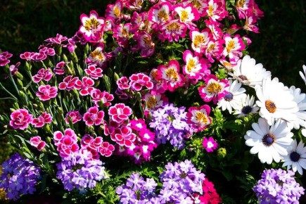 Как создать вечноцветущую клумбу: советы для идеального цветника