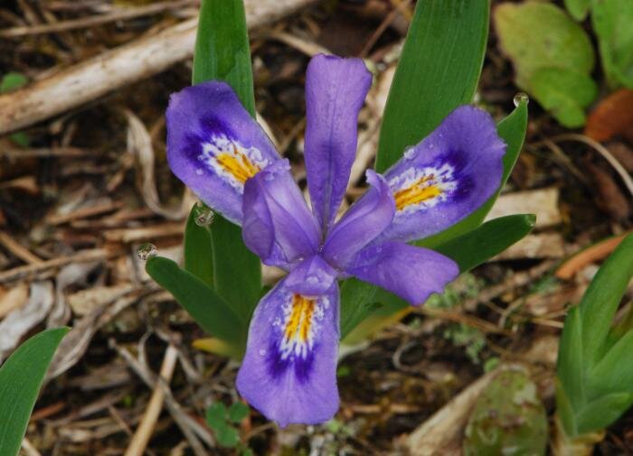 Синие цветы: неповторимая красота природы