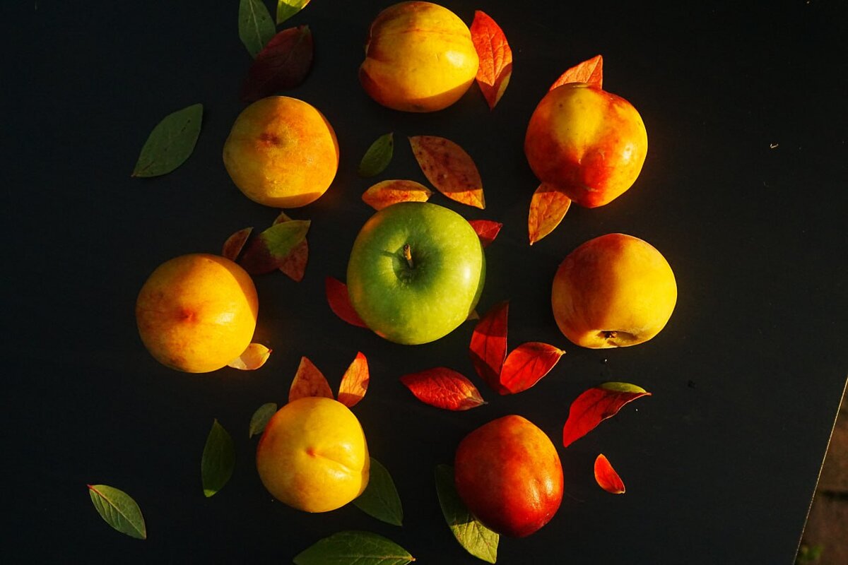 Как защитить деревья от трещин: секретный рецепт чудо-зелья