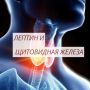 Лептин и его влияние на щитовидную железу