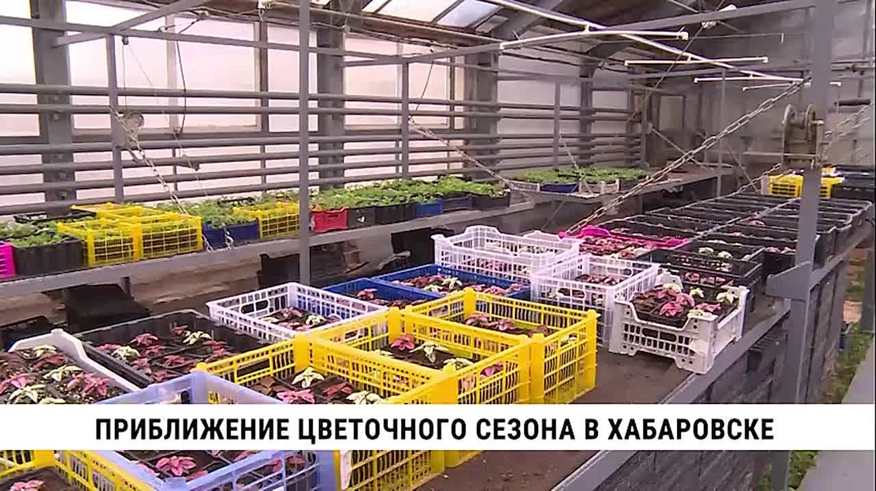 До настоящего тепла ещё больше месяца, но городские цветы уже вовсю распускаются — правда, пока не на клумбах, а в теплицах Горзеленстроя