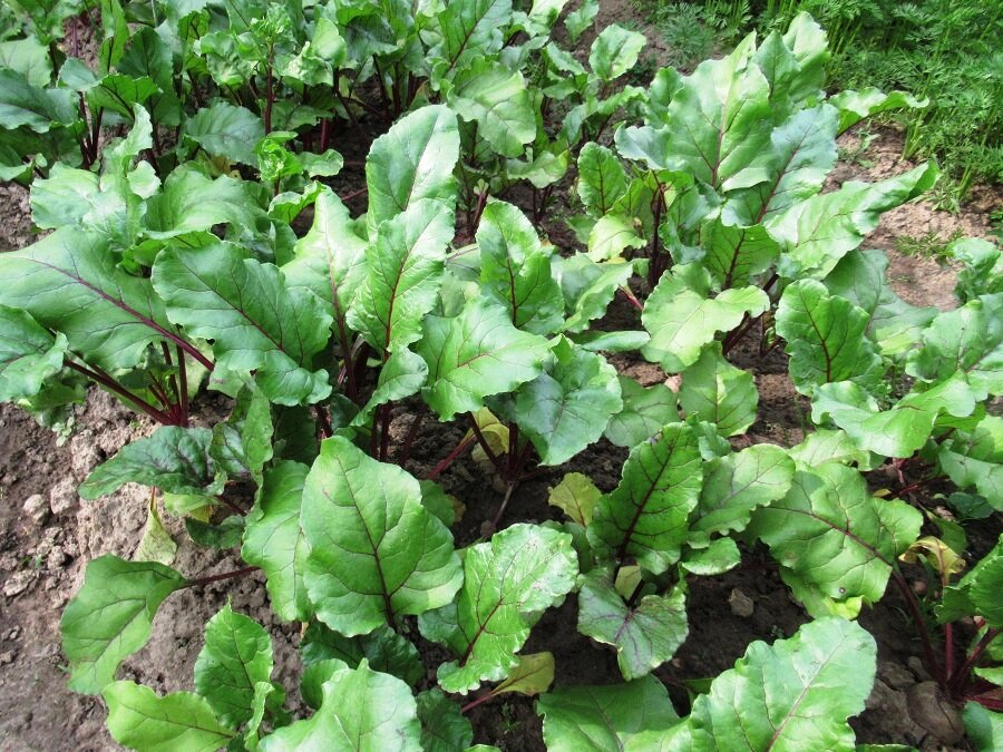 Как вырастить сладкую свеклу: проверенные советы для щедрого урожая