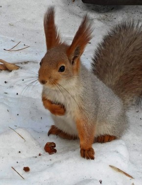 ������ � ����������� ����. ���������