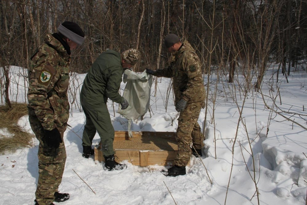 1 В Хабаровском крае охотоведы начали подкормку копытных, чтобы уберечь их от тигров и сохранить баланс в тайге