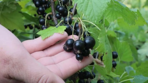 Узнайте, как я достигаю выдающегося урожая смородины с помощью простой весенней подкормки