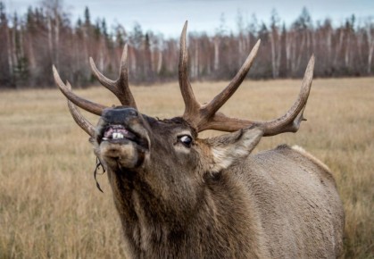 Охотника оштрафовали на 500 тысяч рублей за отстрел двух изюбрей в Хабаровском крае