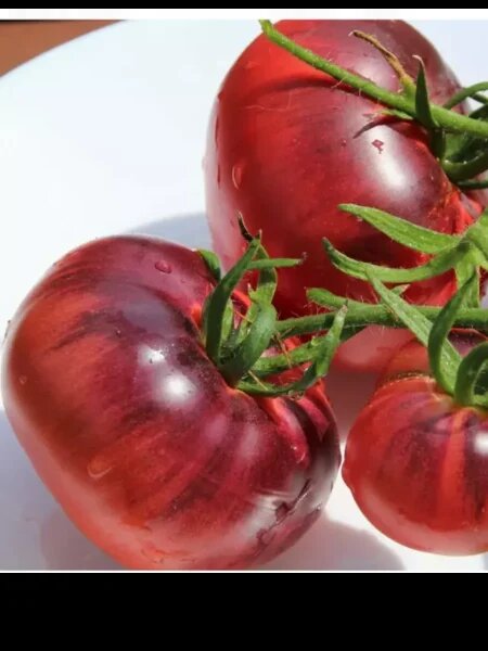 Томат аппетитный: секреты популярности мясистых плодов среди садоводов