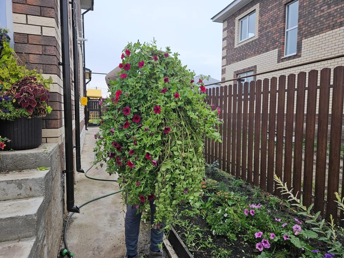 Пока соседи не видят: 8 недорогих растений для уединения в саду