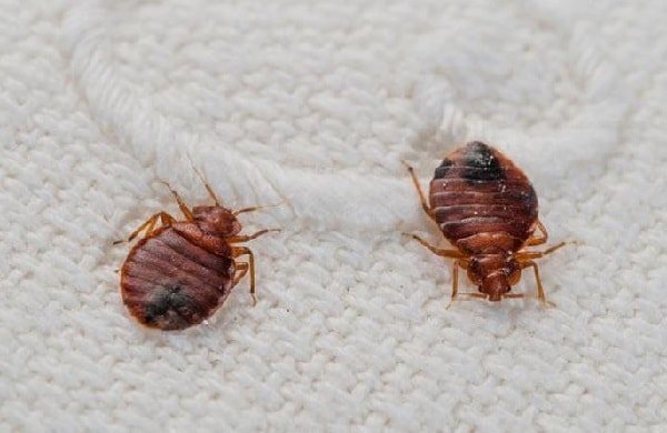 Как эффективно бороться с клопами: секреты и рекомендации