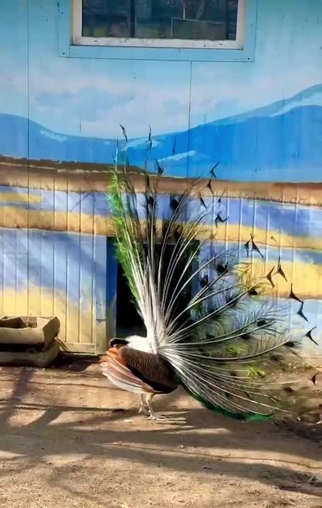 Изумруд из Приамурского зоосада предстал во всей красе