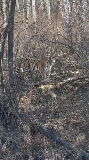 «Кисонька! Кыс-кыс-кыс!». Девушки на автомобиле обрадовались встрече с амурским тигром на одной из дорог в Хабаровском крае