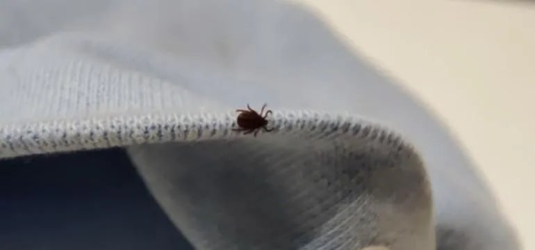 Первые клещи вышли на охоту в Хабаровском крае