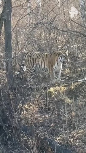 Амурскую "кисоньку" встретили автомобилистки в Хабаровском крае