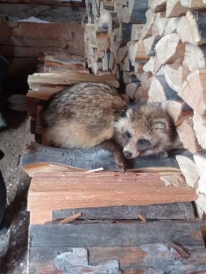 ������ � ����������� ����. ���������