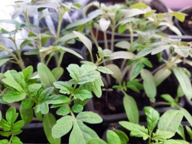 ������� ��������� ������: ��� ��������� ������ ��� ������������