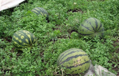 ������� ������ � �������� �������: ��� �������� ������������ ������