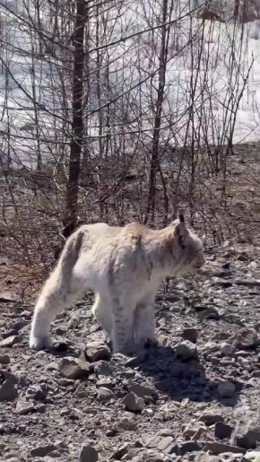 ��������� ��������: ���� ����� �� ������ �������-������