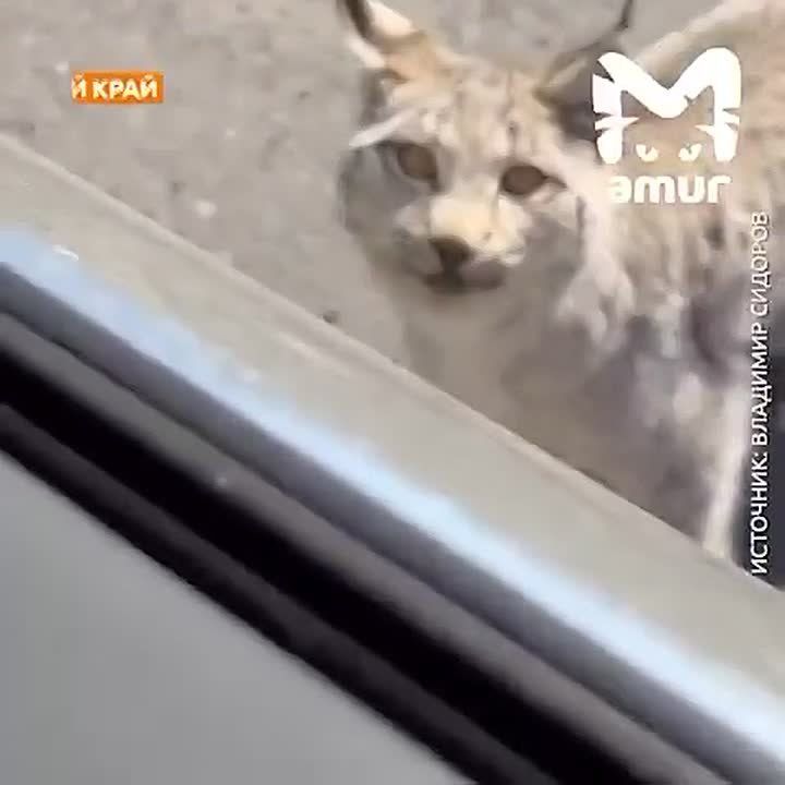 ���� ������ ������ �������� ��������� � ������ � ����������� ����