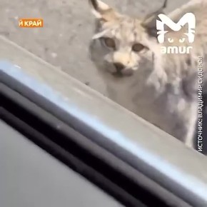 ���� ������ ������ �������� ��������� � ������ � ����������� ����